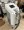 buy sciton bare hr diode laser